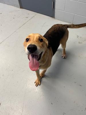 Buzz, 1 - Select One, young, available for adoption