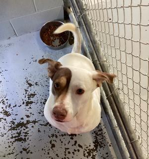 Beau, Labrador Retriever/Boxer, senior, available for adoption