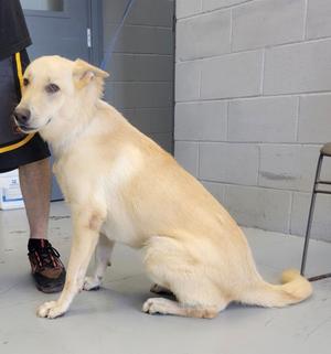 A light-colored dog sitting on a tiled floor next to a person's legs.