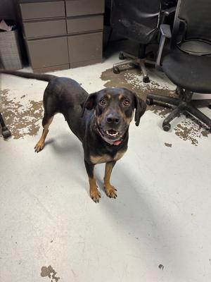 Bernice, Black and Tan Coonhound, senior, available for adoption