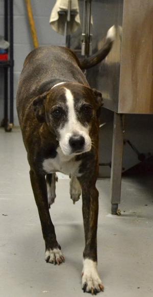 Bailey, Whippet, adult, available for adoption