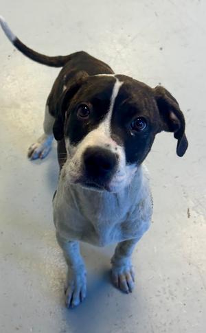 Atlas, Bulldog/Catahoula Leopard Dog, young, available for adoption