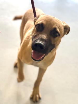 Flounder, German Shepherd Dog, young, available for adoption