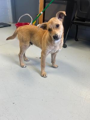 Davey, Labrador Retriever, young, available for adoption