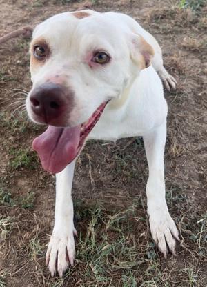 Dot, 1 - Select One, adult, available for adoption