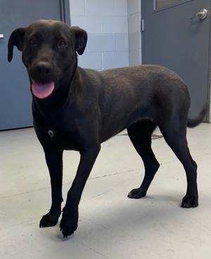 Bubbles, Labrador Retriever, young, available for adoption