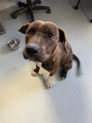 Chloe, Boxer, adult, available for adoption