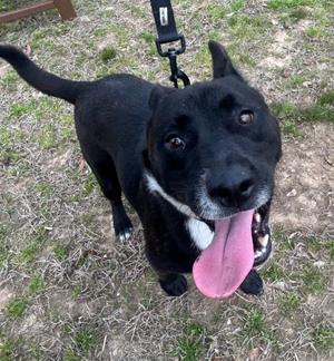 Baldwin, 1 - Select One, adult, available for adoption
