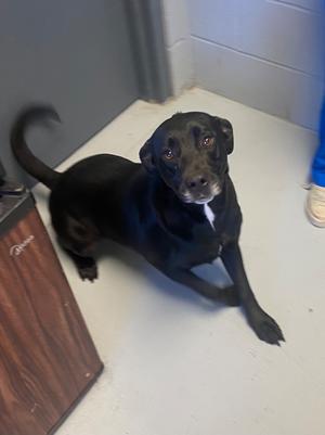 Emory, Labrador Retriever, adult, available for adoption