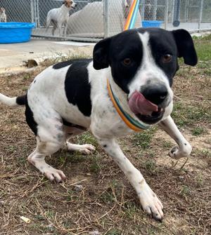 Ferris, English Pointer/Bulldog, adult, available for adoption