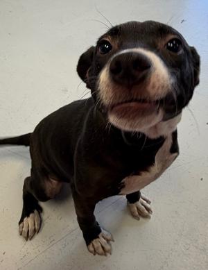 Babe, 1 - Select One, young, available for adoption