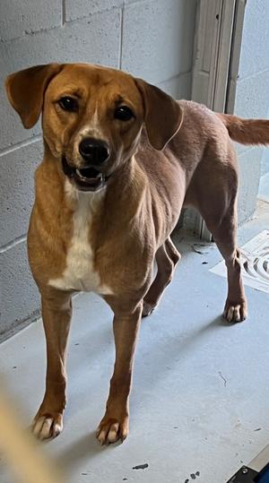 Chuck, Labrador Retriever, adult, available for adoption
