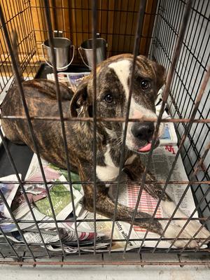 Goldie, Boxer, adult, available for adoption