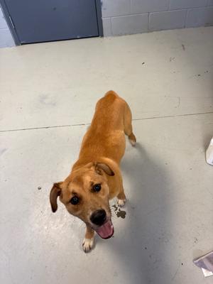 Doge, Labrador Retriever, young, available for adoption