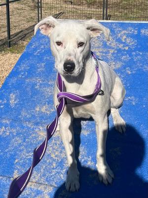 Buster, Labrador Retriever, adult, available for adoption