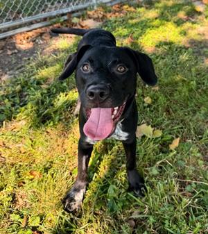 Jack Flash, Mixed Breed, young, available for adoption