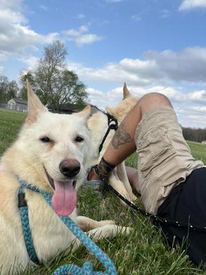 Frostine, German Shepherd Dog, young, available for adoption