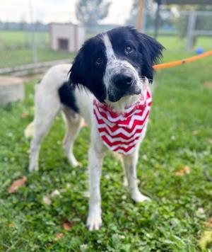 Rowan, English Setter/Great Pyrenees, young, available for adoption