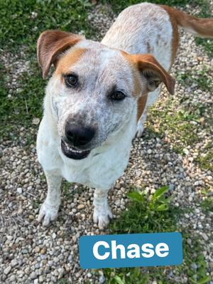 Chase, Australian Cattle Dog/Blue Heeler/Mixed Breed, adult, available for adoption