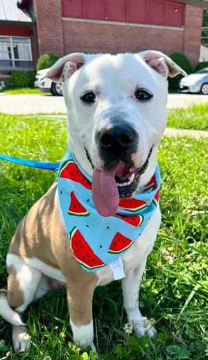 Radar, Pit Bull Terrier/Cattle Dog, adult, available for adoption