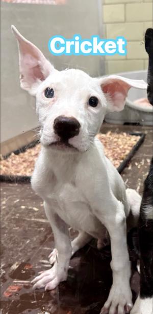 Cricket, Mixed Breed, puppy, available for adoption