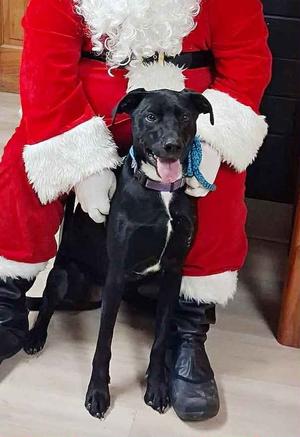 Dwight, Doberman Pinscher/Cattle Dog, adult, available for adoption