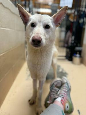 Crystal, German Shepherd Dog, young, available for adoption