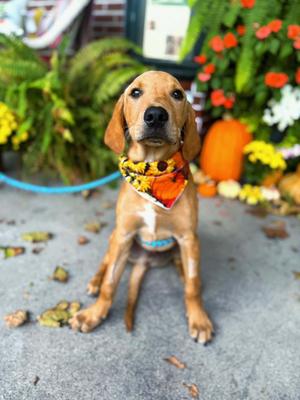 Chestnut, Labrador Retriever/Mixed Breed, puppy, available for adoption