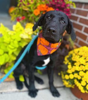 Clove, Labrador Retriever/Mixed Breed, puppy, available for adoption