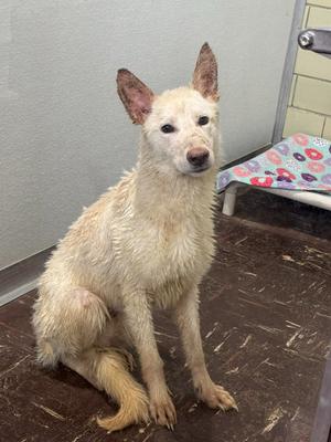 A white dog with erect ears sits on a dark brown surface. The dog has dirty fur and appears to be wet. In the background, a white cot with a colorful blanket is visible.