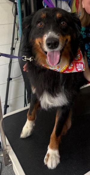 Archie, Australian Shepherd, adult, available for adoption