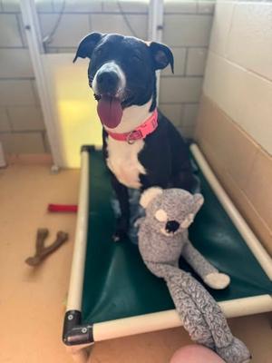 Zoey, Mixed Breed, young, available for adoption