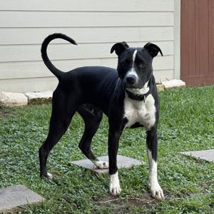 Bruno Mars, Mixed Breed (Large), adult, available for adoption