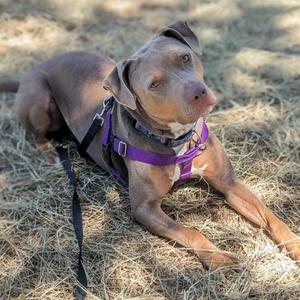 Appa, Mixed Breed (Large), senior, available for adoption