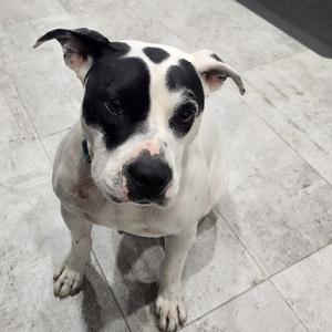 Hardy, Mixed Breed (Large), adult, available for adoption