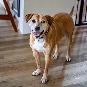 Julio, Mixed Breed (Medium), senior, available for adoption