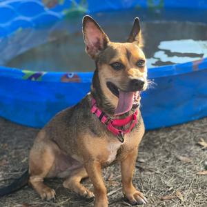 Half Pint, Mixed Breed (Medium), adult, available for adoption