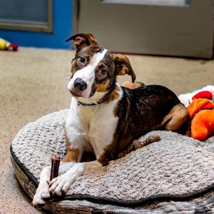Hersheys, Mixed Breed (Medium), adult, available for adoption