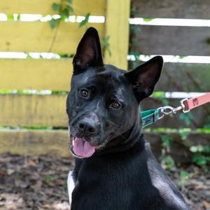 Jack, Mixed Breed (Large), senior, available for adoption