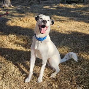 Dapper Dan, Mixed Breed (Large), adult, available for adoption