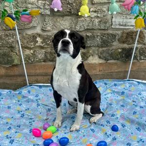 Ghost, Mixed Breed (Medium), senior, available for adoption