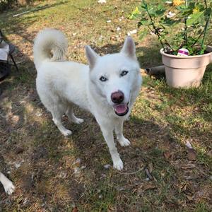 Blondie, Mixed Breed (Large), adult, available for adoption