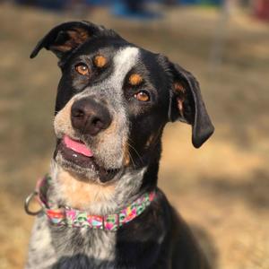 Echo, Mixed Breed (Medium), adult, available for adoption