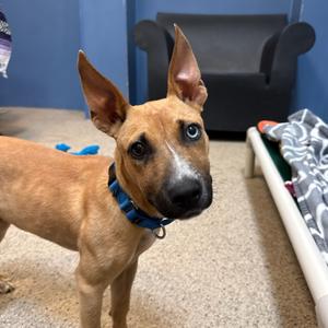 Apple, Mixed Breed (Small), adult, available for adoption