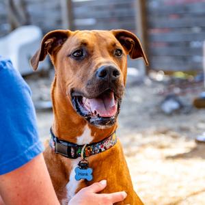 Hank, Mixed Breed (Large), adult, available for adoption