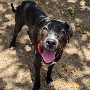 Charlie, Mixed Breed (Medium), adult, available for adoption