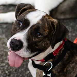 Bunji, Mixed Breed (Medium), adult, available for adoption