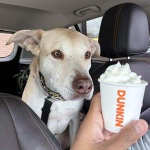Dunkin, Mixed Breed (Medium), senior, available for adoption
