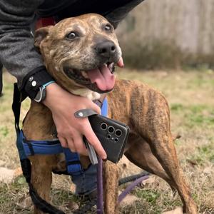 Copper, Mixed Breed (Large), senior, available for adoption