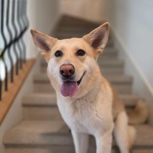 Betty White, Mixed Breed (Medium), senior, available for adoption